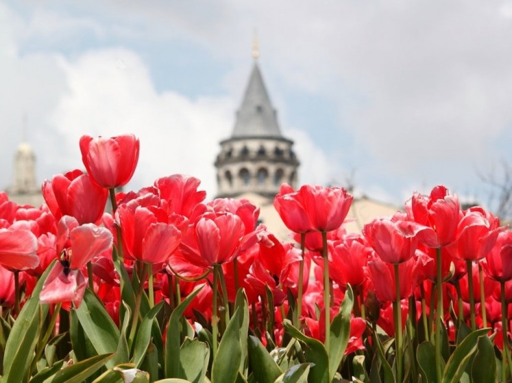 istanbul-kulata-galata-laleta