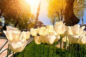 Истанбул Фестивала на Лалето