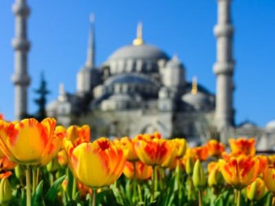 morning flowers architecture spring tulips islam blumen istanbul 969449 v2.jpgd